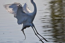 Egret3.jpg
