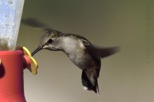 5-19-17-cr-hummer__7500092.jpg