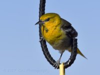 5-19-17-cr-bullock_oriole__7500101.jpg