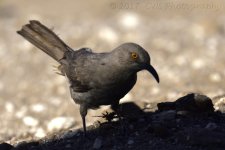 5-19-17-cr-curved-billed_thrasher__7500109.jpg