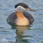 Red-Neck-Grebe-(900px).jpg