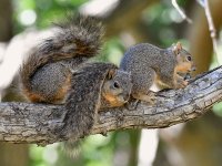 Squirrel.jpg