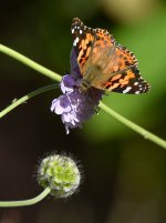 PaintedLady2.jpg