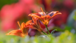 _DSC3558-Edit.jpg