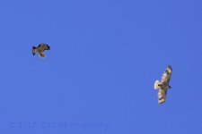5-20-17-cr__D7K7017.jpg