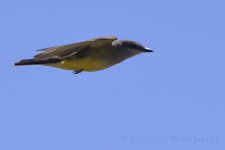 5-20-17-cr__D7K7018.jpg