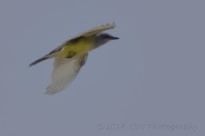 5-20-17-cr__D7K7022.jpg
