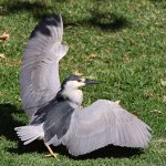 BlackHeron10.jpg