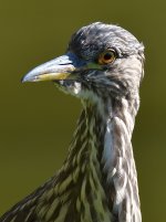 BlackHeron4.jpg
