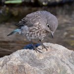 Bluebird3.jpg