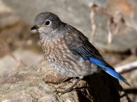 Bluebird7.jpg