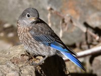 Bluebird12.jpg