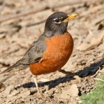 Robin2.jpg
