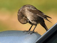 Towhee.jpg