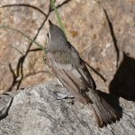UnknownBird3.jpg