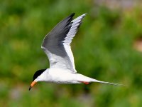 Tern2.jpg