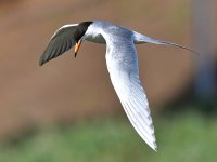 Tern5.jpg