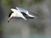 Tern14.jpg