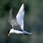 Tern15.jpg