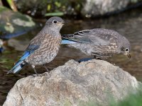 Bluebird4.jpg