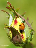 Rosebud With Ladybug, and Aphids, and Ant Oh My!.jpg
