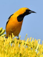 Oriole2.jpg