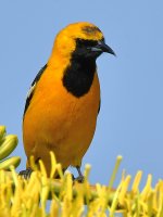 Oriole3.jpg