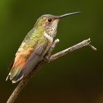 Hummer6.jpg