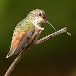 Hummer7.jpg