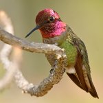 Hummer13.jpg