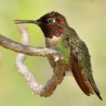 Hummer18.jpg