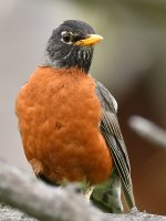 Robin2.jpg