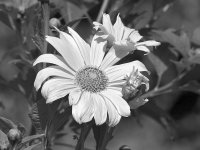 YellowFlowerBW.jpg