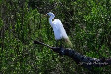 DSC_2491.jpg