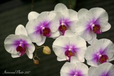 DSC_8024.jpg