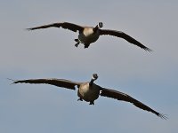 Geese2.jpg