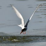 Tern4.jpg