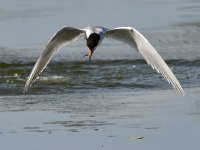 Tern5.jpg