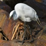 Egret5.jpg