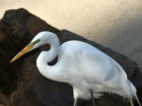 Egret4.jpg