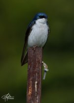 Tree-Swallow-(900px)_1.jpg