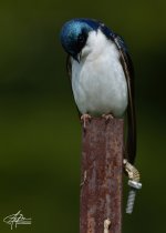 Tree-Swallow-(900px)_2.jpg