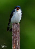 Tree-Swallow-(900px)_3.jpg