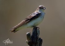 Female-Tree-Swallow-(900).jpg