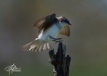 Female-Tree-Swallow_2-(900).jpg