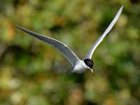 Tern8.jpg