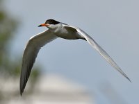Tern9.jpg