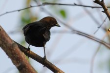 DSC_0166+cowbird -0002.jpg
