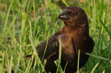 DSC_0271+cowbird -0001.jpg