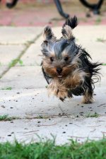 SM DSC_0140+Yorkie -0001.jpg